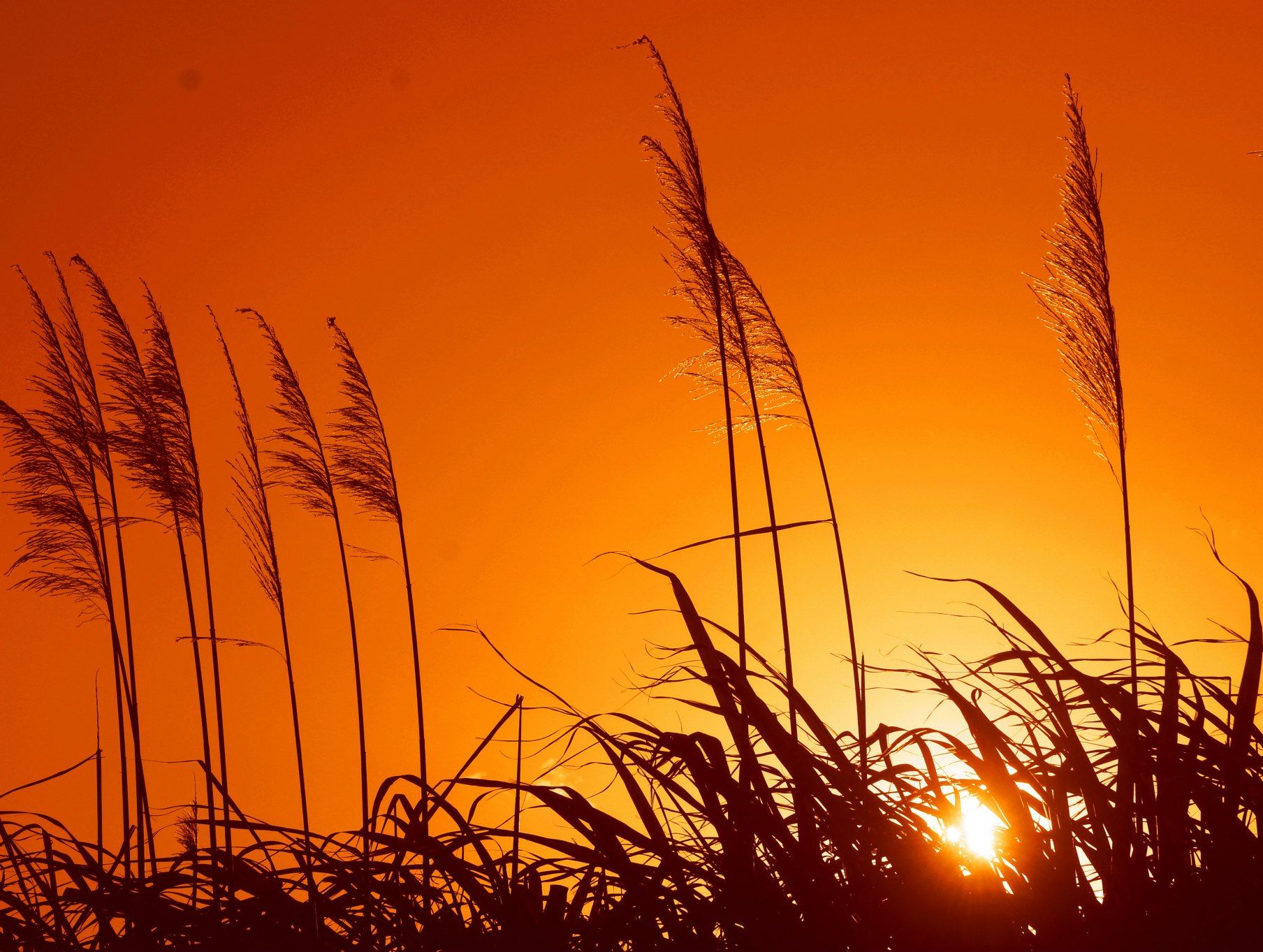 Sugarcane Sunset Sugarcane Sunset