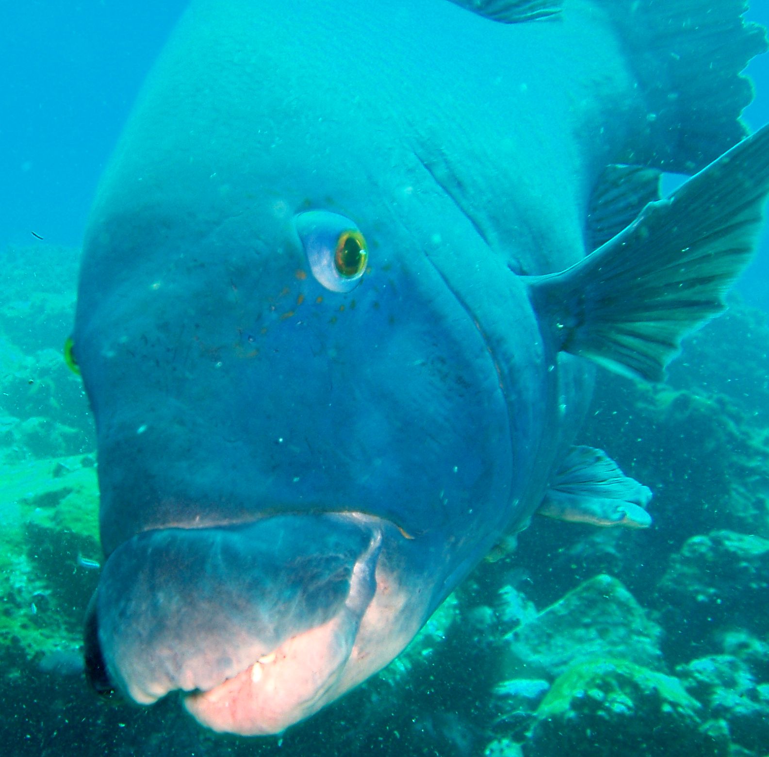 Diving with a friendly Blue Grouper at the Solitary Islands on the Coffs Coast. - User Contributed Diving with a friendly Blue Grouper at the Solitary Islands on the Coffs Coast. - User Contributed