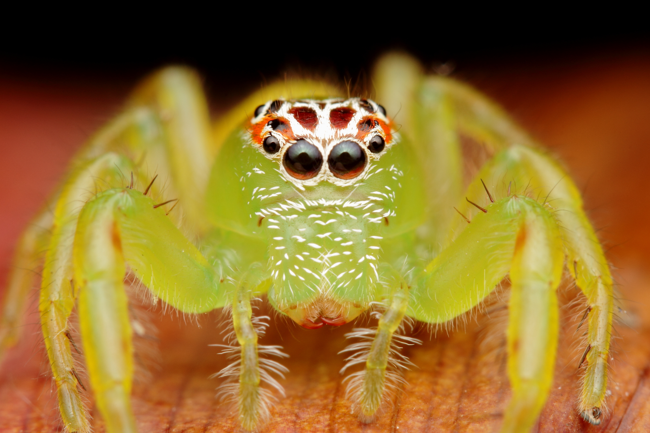 Scared of spiders? Simple trick banishes creepy-crawlies