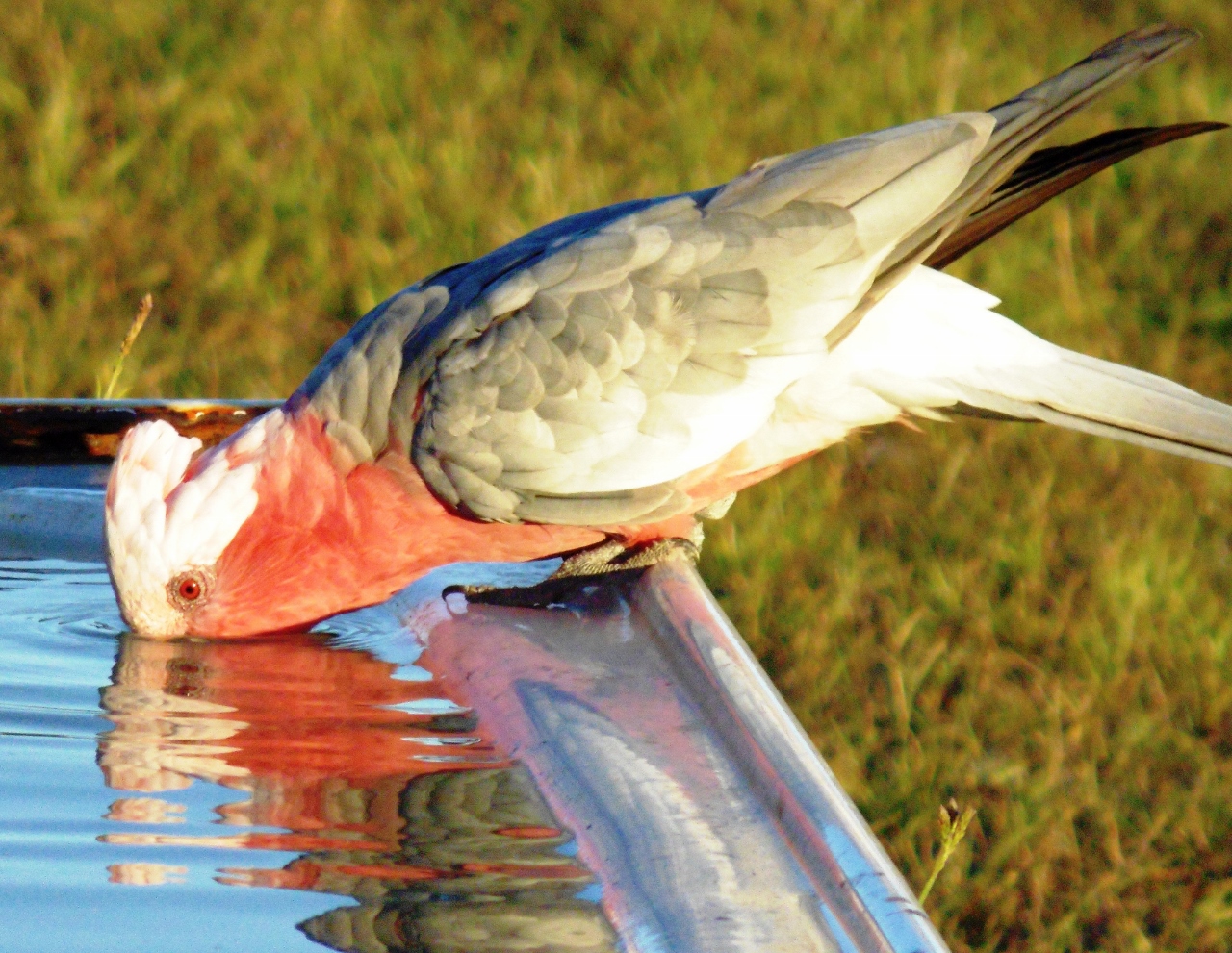 A file photo of a galah. A file photo of a galah.