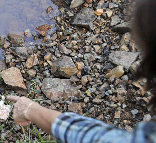 Susan Fleetwood found some dead fish pieces that had been dumped in a small river near her house. Susan Fleetwood found some dead fish pieces that had been dumped in a small river near her house.