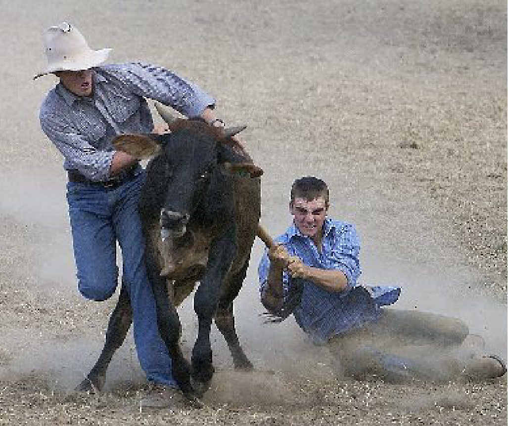 Emerald cutting horse competitor Trent Dudley tries his hand at a cattle sport of a different kind. Emerald cutting horse competitor Trent Dudley tries his hand at a cattle sport of a different kind.