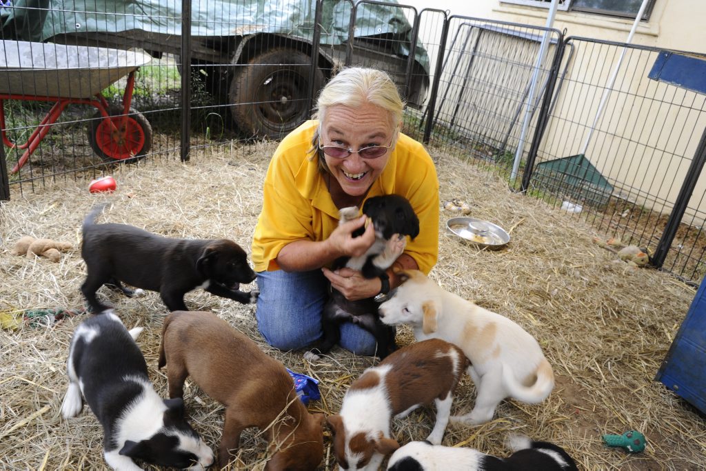 Sally Rogers, of Happy Paws Haven, with some of the dogs and puppies at Happy Paws. Sally Rogers, of Happy Paws Haven, with some of the dogs and puppies at Happy Paws.