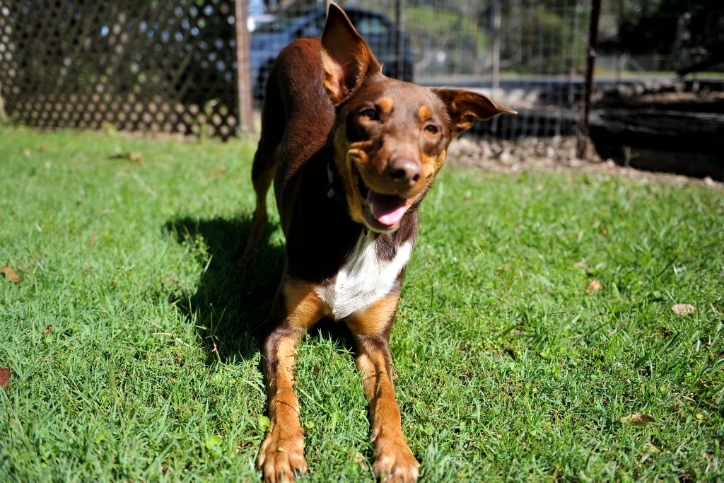 Bindi is eager ahead of the Millions Paws Walk on May 20. Bindi is eager ahead of the Millions Paws Walk on May 20.