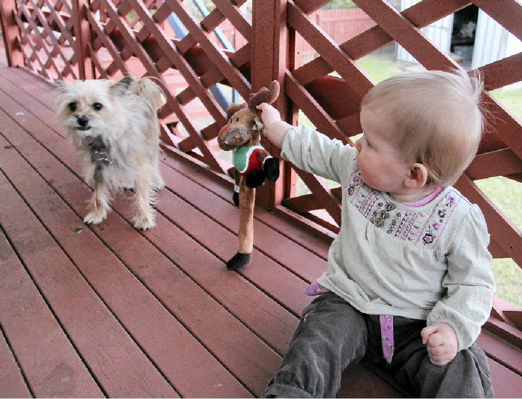 Kennedy Carey has no troubles playing with the family dog Binni and Binni has no problems playing with Kennedy. Kennedy Carey has no troubles playing with the family dog Binni and Binni has no problems playing with Kennedy.