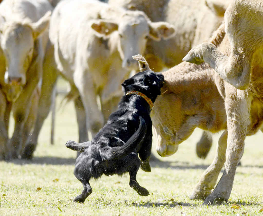 Jed, owned by Tim Child of Coutts Crossing competing in the dog trials at Ulmarra Showground on Sunday. Jed, owned by Tim Child of Coutts Crossing competing in the dog trials at Ulmarra Showground on Sunday.
