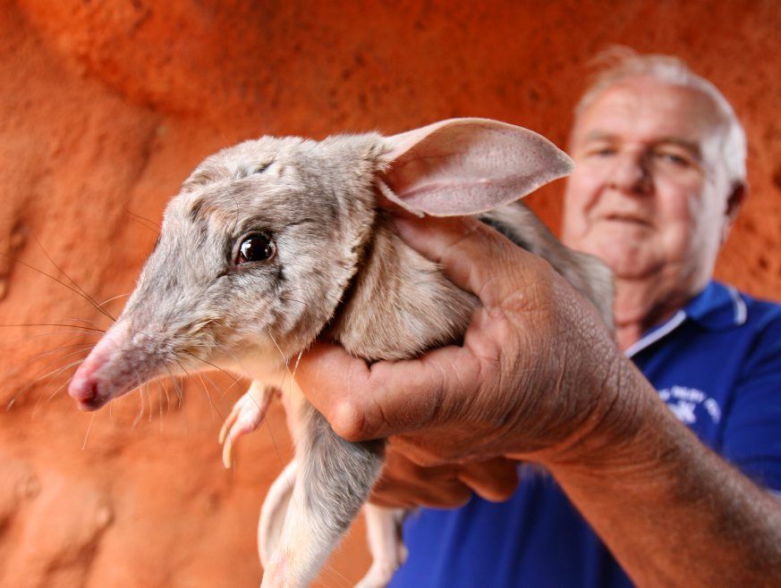 bilby25: Co-founder of the Save the Bilby fund Frank Manthey with Lester the Bilby. September 12 is national bilby day and schoolkids can compete in a bilby crossword competition. Photo: Rob Williams AU2510WC bilby25: Co-founder of the Save the Bilby fund Frank Manthey with Lester the Bilby. September 12 is national bilby day and schoolkids can compete in a bilby crossword competition. Photo: Rob Williams AU2510WC