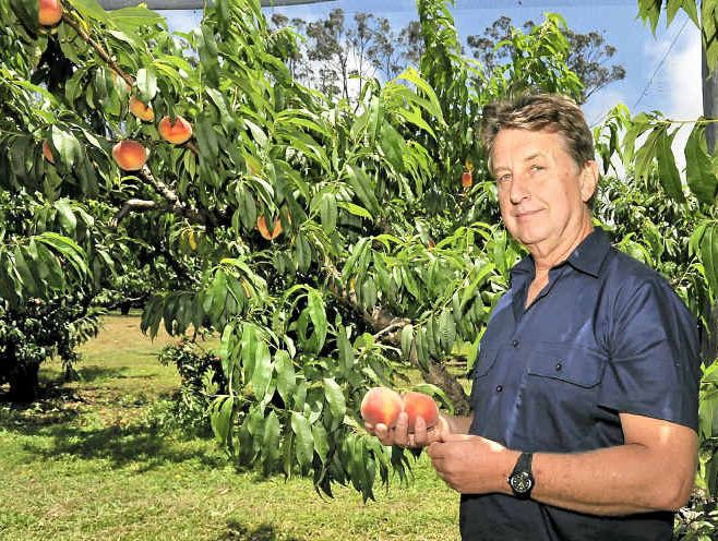 SPRAY BAN: Mark Napper hopes to negotiate the restricted application rate of Fenthion. SPRAY BAN: Mark Napper hopes to negotiate the restricted application rate of Fenthion.