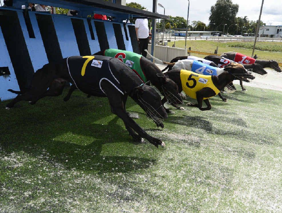 Eventual winner Our Farside (No.7) jumps from the 407m start at the Grafton Greyhounds last week. Photo: Adam Hourigan Eventual winner Our Farside (No.7) jumps from the 407m start at the Grafton Greyhounds last week. Photo: Adam Hourigan