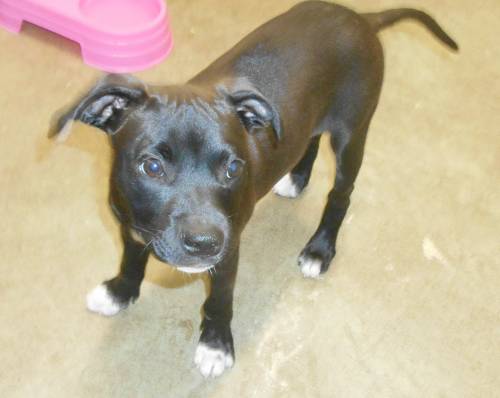 Staffordshire-cross puppy "Sasha" was dumped with Peppi. Staffordshire-cross puppy "Sasha" was dumped with Peppi.