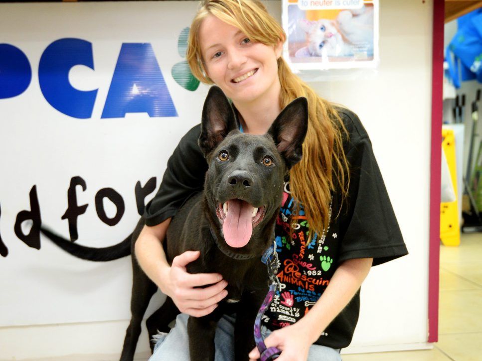 RSPCA's Chanell Denning with Alex, one of the dogs up for adoption. Photo Allan Reinikka / The Morning Bulletin RSPCA's Chanell Denning with Alex, one of the dogs up for adoption. Photo Allan Reinikka / The Morning Bulletin