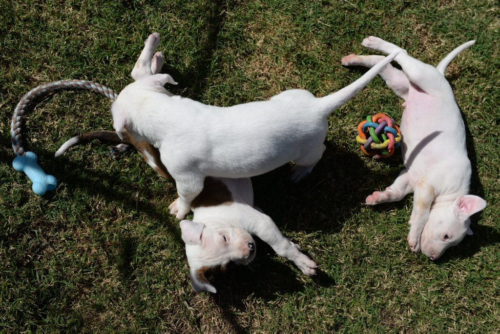 PUPPY LOVE: Orphaned puppies Thor, Apollo and Loki are looking for a new home. Photo: Mike Knott / NewsMail PUPPY LOVE: Orphaned puppies Thor, Apollo and Loki are looking for a new home. Photo: Mike Knott / NewsMail