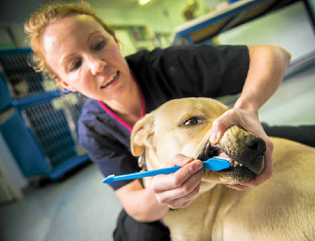 Gladstone vet Danielle Dunn brushes Bandit’s teeth. Gladstone vet Danielle Dunn brushes Bandit’s teeth.