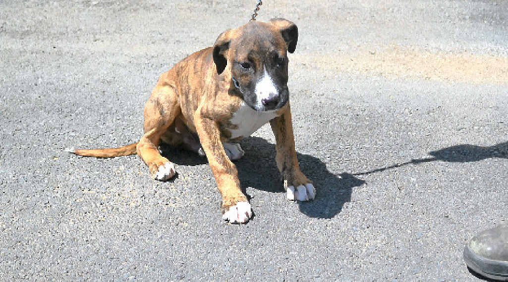 This male mastiff cross is a friendly dog at three months of age. This male mastiff cross is a friendly dog at three months of age.