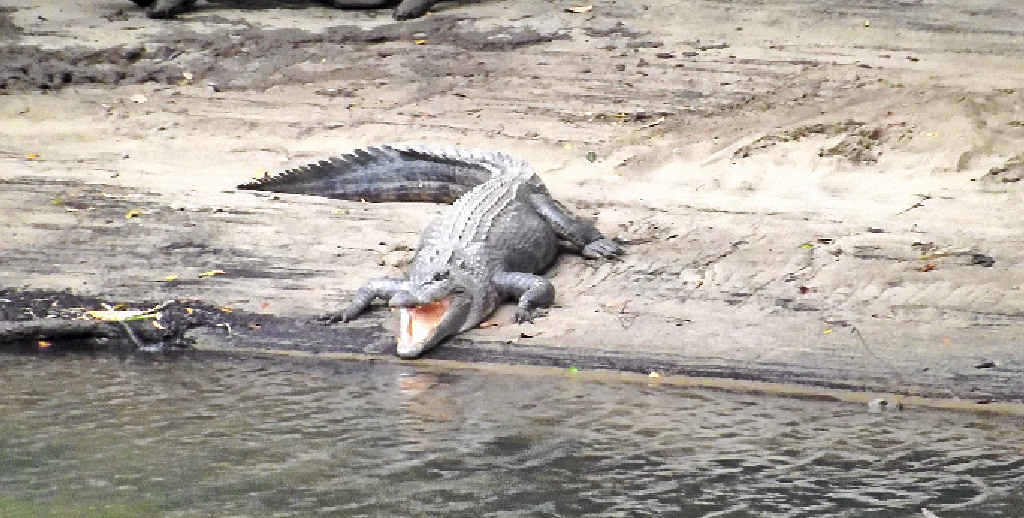 SNAPPED: Crocodiles on the banks of the Bloomfield River and boat ramp. SNAPPED: Crocodiles on the banks of the Bloomfield River and boat ramp.