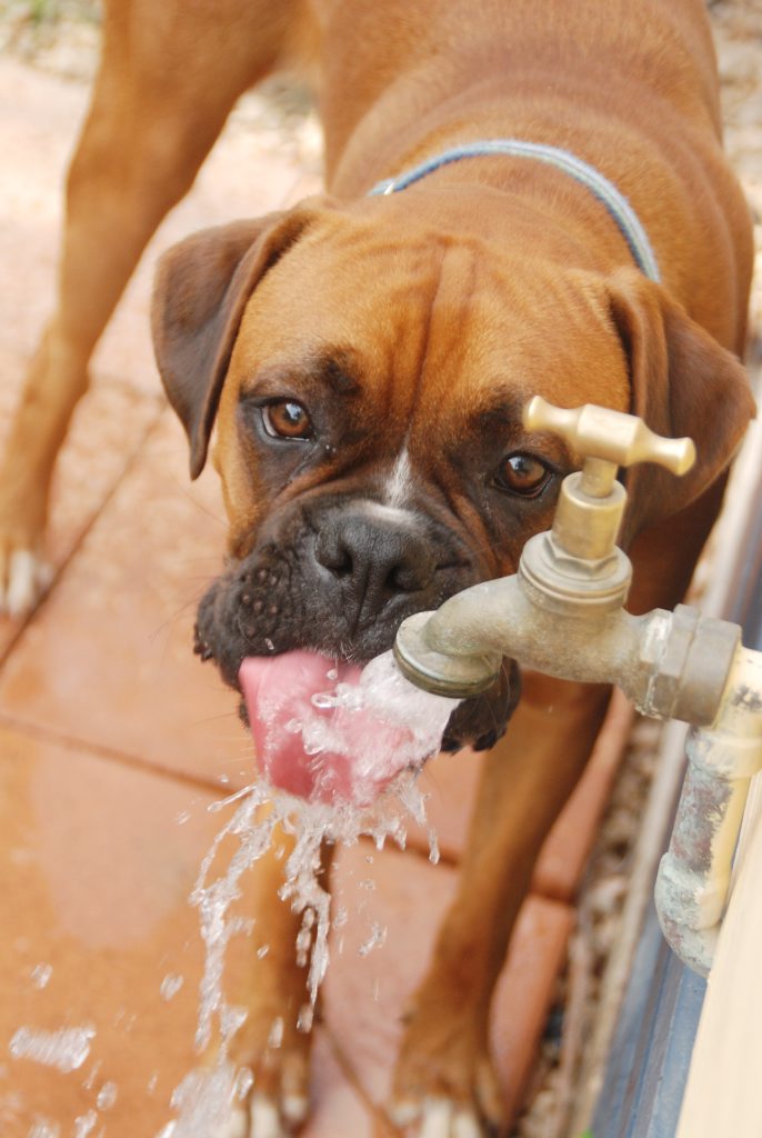 KEEP PETS COOL: Don't forget your furry friend in the hot days ahead forecast across Central Queensland. KEEP PETS COOL: Don't forget your furry friend in the hot days ahead forecast across Central Queensland.