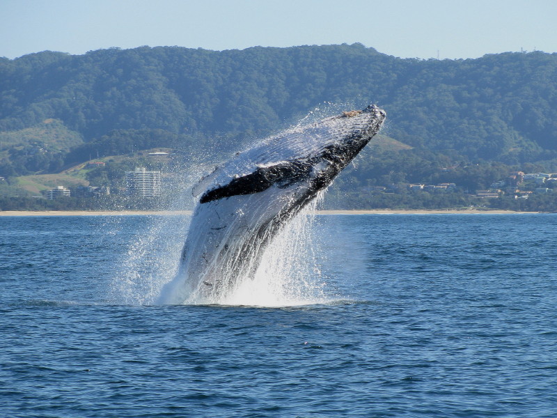 Reports of the earliest whales on the northern migration to warmer waters have been met with warnings to recreational boat owners. Reports of the earliest whales on the northern migration to warmer waters have been met with warnings to recreational boat owners.