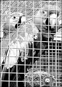 BIRD RACKET: Some of the exotic parrots found at a Mudgeeraba property by Customs investigators BIRD RACKET: Some of the exotic parrots found at a Mudgeeraba property by Customs investigators