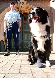 ON GUARD: Paul Garside with his drug detection specialist Blurr at the Grafton Correctional Centre. ON GUARD: Paul Garside with his drug detection specialist Blurr at the Grafton Correctional Centre.
