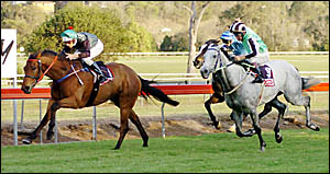 HABIT-FORMING: Glen Colless steers Arena Valadora to the Lismore Cup yesterday HABIT-FORMING: Glen Colless steers Arena Valadora to the Lismore Cup yesterday