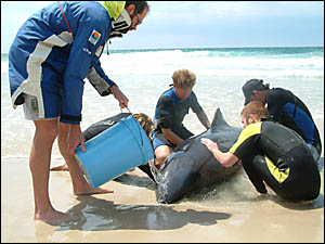 Rescuers are pictured pouring water over the beached whale at New Brighton. Rescuers are pictured pouring water over the beached whale at New Brighton.