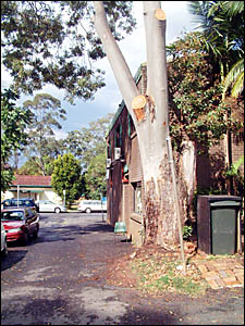 Despite the efforts of Bangalow residents to save the 40 year old tree, it seems its days are numbered Despite the efforts of Bangalow residents to save the 40 year old tree, it seems its days are numbered