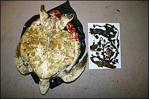 The dead green sea turtle and the plastic taken from its body. The dead green sea turtle and the plastic taken from its body.