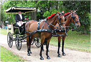 Carriage driven by Murray MacKinnon at Billinudgel. Carriage driven by Murray MacKinnon at Billinudgel.