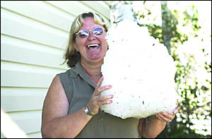 FREAK STORM: Casino resident Pauline Small with the pile of hailstones that had built up outside her home on Tuesday night. FREAK STORM: Casino resident Pauline Small with the pile of hailstones that had built up outside her home on Tuesday night.