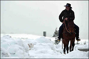 A HORSEMAN scans the snowfields yesterday in the search for missing Tweed Coast identity Brian Ray, his wife Kathy and pilot Ru A HORSEMAN scans the snowfields yesterday in the search for missing Tweed Coast identity Brian Ray, his wife Kathy and pilot Ru