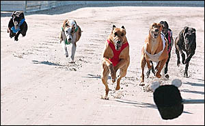 Winning the Barry Jones Smash Repairs 5th Grade 407 metres greyhound race by two and half lengths in the time of 23.58 seconds Winning the Barry Jones Smash Repairs 5th Grade 407 metres greyhound race by two and half lengths in the time of 23.58 seconds