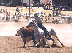 Laurie Stephenson and Mystic, winning the 1980 Melbourne Cup of campdrafting, the Warwick Rodeo Campdraft. The photograph is fe Laurie Stephenson and Mystic, winning the 1980 Melbourne Cup of campdrafting, the Warwick Rodeo Campdraft. The photograph is fe