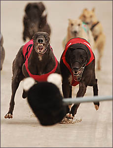 FIERCE RUN: High Incident and Allegro Storm battle to the finish in race 5, the Jacaranda Nature Vet Mdn Final over 407m. FIERCE RUN: High Incident and Allegro Storm battle to the finish in race 5, the Jacaranda Nature Vet Mdn Final over 407m.