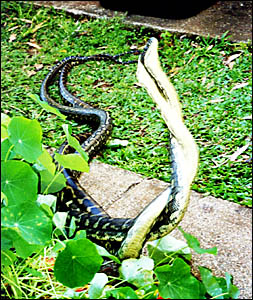 FIGHTING for territory in the backyard of Kingscliff resident Ann Wood?s house were these two mature carpet snakes. One of the FIGHTING for territory in the backyard of Kingscliff resident Ann Wood?s house were these two mature carpet snakes. One of the