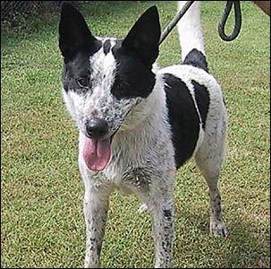BUDDY the blue heeler cross is back at the Tweed pound and looking for another home. BUDDY the blue heeler cross is back at the Tweed pound and looking for another home.