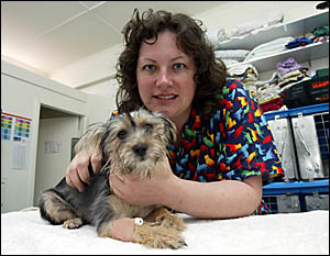 MISCHIEF, a five-month-old black and tan silky terrier is helped to recuperate by Dr Stephanie Wright of the Murwillumbah Veter MISCHIEF, a five-month-old black and tan silky terrier is helped to recuperate by Dr Stephanie Wright of the Murwillumbah Veter