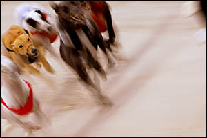 SPEEDBLUR: The field races down the back straight in race six at the Grafton Greyhound Club meeting on Saturday. Photo: SIMON H SPEEDBLUR: The field races down the back straight in race six at the Grafton Greyhound Club meeting on Saturday. Photo: SIMON H