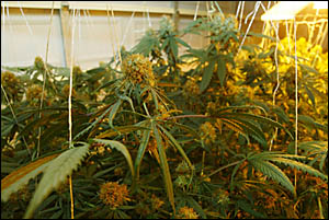A 65-YEAR-OLD pensioner escaped with a suspended jail sentence after successfully arguing $460,000 worth of cannabis found in h A 65-YEAR-OLD pensioner escaped with a suspended jail sentence after successfully arguing $460,000 worth of cannabis found in h