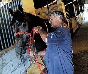 Gordon Yorke keeps a close eye on stable star Natural Destiny before today?s Sydney challenge. ?He?s a bit like a footballer wh Gordon Yorke keeps a close eye on stable star Natural Destiny before today?s Sydney challenge. ?He?s a bit like a footballer wh