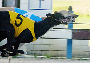 TIGHTFINISH: Havazar Jet edges out Energy Pursuit in the GBOTA Easter Maiden Final.Photo: SIMONHUGHES. TIGHTFINISH: Havazar Jet edges out Energy Pursuit in the GBOTA Easter Maiden Final.Photo: SIMONHUGHES.