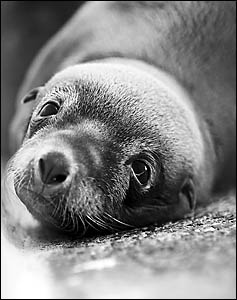 The cute and cuddly new four-day-old female seal pup at the Pet Porpoise Pool. The pups grow quickly and that baby cuteness wil The cute and cuddly new four-day-old female seal pup at the Pet Porpoise Pool. The pups grow quickly and that baby cuteness wil