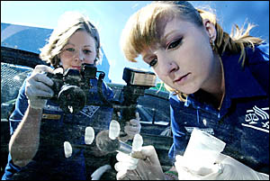THE Tweed?s new Scene of Crime team Haylee Buckle (left) and Nicole Maher take evidence from a car window. Photo: TOM WYNESS THE Tweed?s new Scene of Crime team Haylee Buckle (left) and Nicole Maher take evidence from a car window. Photo: TOM WYNESS