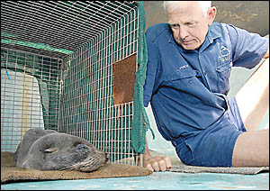 Sandy the seal is recovering under the care of Spencer Pickering at the Pet Porpoise Pool. Sandy the seal is recovering under the care of Spencer Pickering at the Pet Porpoise Pool.