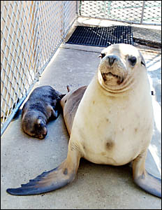 A very proud Maxine with her new baby boy. The new seal pup, born on May 10, weighed in heavier than his female cousin born las A very proud Maxine with her new baby boy. The new seal pup, born on May 10, weighed in heavier than his female cousin born las