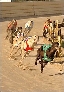 Lonesome Road surprises the favourite Pandemic in the final of the Clarence Valley Sheds Mixed Grade. Photo: AMBER TOMS Lonesome Road surprises the favourite Pandemic in the final of the Clarence Valley Sheds Mixed Grade. Photo: AMBER TOMS