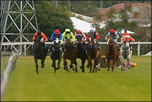 ON THE DECK: Internal Decision falls with Bruce Compton at the reins with 250m to go in Race 3 at Grafton yesterday. ON THE DECK: Internal Decision falls with Bruce Compton at the reins with 250m to go in Race 3 at Grafton yesterday.