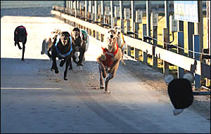 Pandemic races away to win the GDSC Stake (407m) from Free Adventure and Proper Doug on Saturday. Pandemic races away to win the GDSC Stake (407m) from Free Adventure and Proper Doug on Saturday.