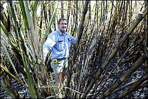 n FARMERMichael McDonald stands in the middle of his canefield which was set alight by firebugs on Monday night. It was the fou n FARMERMichael McDonald stands in the middle of his canefield which was set alight by firebugs on Monday night. It was the fou