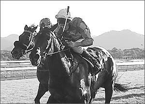 Glen Colless guides Gromm to win on Coffs Harbour Cup Day. Glen Colless guides Gromm to win on Coffs Harbour Cup Day.