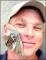 Common Moths Australia